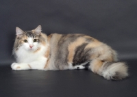 Picture of Blue Classic Torbie & White Norwegian Forest Cat
