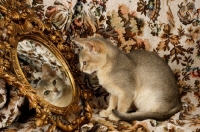 Picture of blue coloured abyssinian looking at mirror