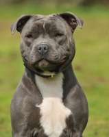 Picture of blue coloured staffordshire bull terrier head and shoulders
