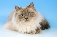 Picture of blue colourpoint ragdoll cat, lying down