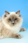 Picture of blue colourpoint ragdoll cat portrait