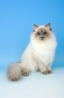 Picture of blue colourpoint ragdoll cat, sitting down