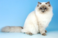 Picture of blue colourpoint ragdoll cat