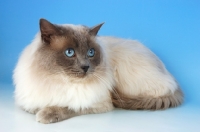 Picture of blue colourpoint ragdoll cat