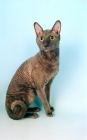 Picture of blue cornish rex