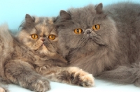 Picture of blue cream and blue persian cat