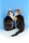 Picture of blue cream and white Oriental Longhair kittens. (aka Javanese or Angora)