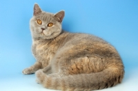 Picture of blue cream british shorthair cat lying down