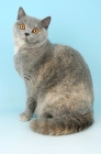 Picture of blue cream british shorthair cat sitting down