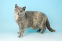 Picture of blue cream british shorthair cat standing