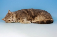 Picture of blue cream british shorthair cat looking bored