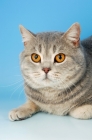 Picture of blue cream british shorthair cat portrait