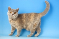 Picture of blue cream british shorthair cat with tail up