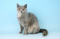 Picture of blue cream british shorthair cat looking at camera