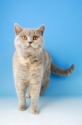 Picture of blue cream british shorthair cat front view