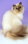 Picture of blue cream colourpoint cat. (Aka: Persian or Himalayan)