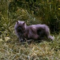 Picture of blue cream long hair cat in garden