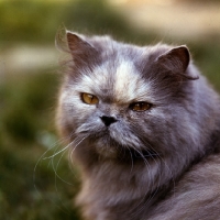 Picture of blue cream long hair cat looking over its shoulder