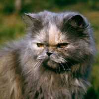 Picture of blue cream long hair cat looking cross, with slit eyes