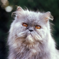 Picture of blue cream long hair cat out of coat