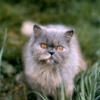 Picture of blue cream long hair cat, out of coat