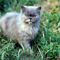 Picture of blue cream long hair cat, out of coat