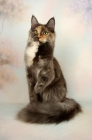 Picture of blue cream maine coon cat, one leg up