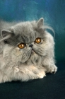 Picture of blue cream persian cat lying down, portrait
