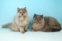 Picture of blue cream persian cats