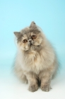 Picture of blue cream persian cat