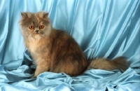 Picture of blue cream persian kitten