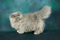 Picture of blue cream Persian standing