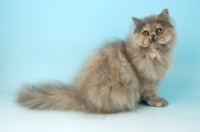 Picture of blue cream Persian