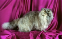 Picture of blue cream persian