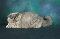 Picture of blue cream Persian