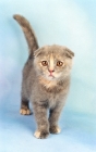 Picture of blue cream Scottish Fold kitten
