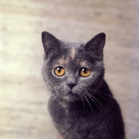 Picture of blue cream short hair cat, portrait