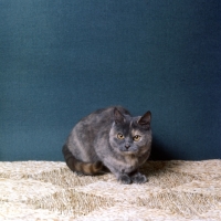 Picture of blue cream short hair cat