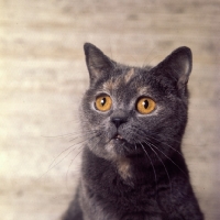 Picture of blue cream short hair cat