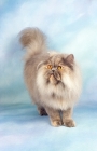 Picture of blue cream smoke Persian