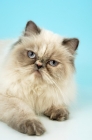 Picture of blue cream tabby colourpoint  portrait. (Aka: Persian or Himalayan)