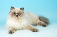 Picture of blue cream tabby colourpoint , looking at camera. (Aka: Persian or Himalayan)