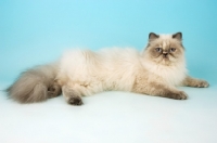 Picture of blue cream tabby colourpoint, lying down. (Aka: Persian or Himalayan)