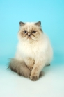 Picture of blue cream tabby colourpoint walking. (Aka: Persian or Himalayan)