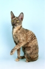 Picture of blue cream tortie cornish rex cat