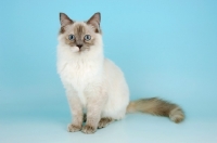 Picture of blue cream tortie ragdoll cat