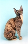 Picture of blue cream tortoiseshell Cornish Rex