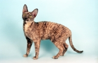 Picture of blue cream tortoiseshell Cornish Rex