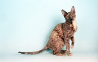 Picture of blue cream tortoiseshell Cornish Rex sitting