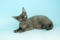 Picture of blue devon rex lying down